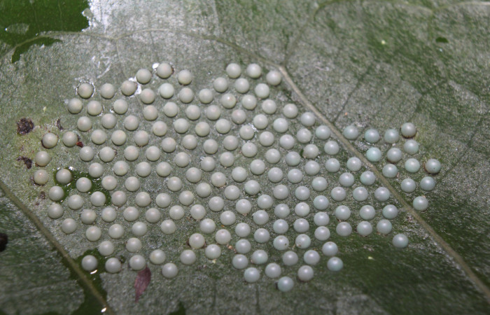  Huevos de larva de <i>Ammalo helops</i> (Erebidae), Sector Pitilla, Estación Quica. Voucher 17-SRNP-72874-DHJ741122.jpg.