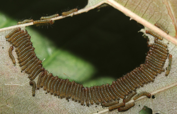  Grupo de larva de <i>Ammalo helops</i> (Erebidae), I estadio. Sector Pitilla, Estación Quica. Voucher 17-SRNP-72874-DHJ741206.jpg.
