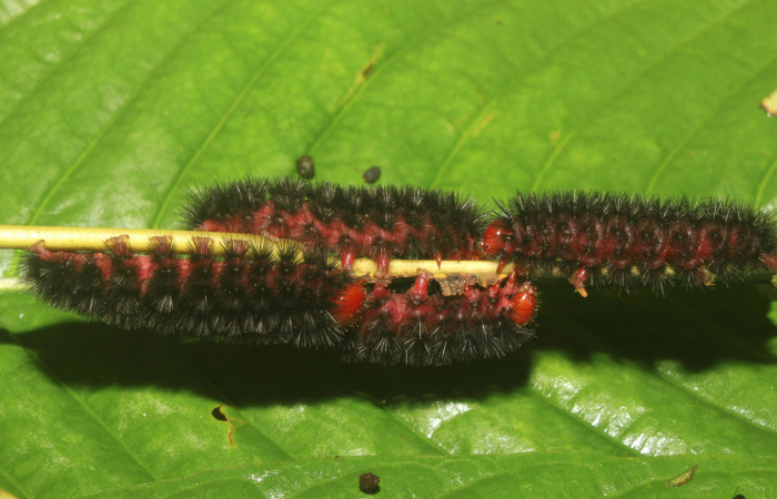  Grupo de larva de <i>Ammalo helops</i> (Erebidae), PPU estadio. Sector Pitilla, Estación Quica. Voucher 17-SRNP-72874-DHJ741498.jpg.