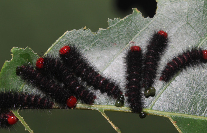  Grupo de larva de <i>Ammalo helops</i> (Erebidae), PPU estadio. Sector Pitilla, Estación Quica. Voucher 17-SRNP-72874-DHJ741413.jpg.