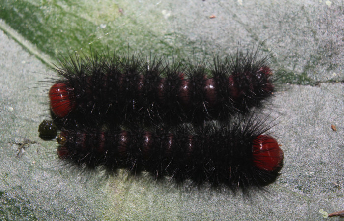  Larvas de <i>Ammalo helops</i> (Erebidae), PPU estadio. Sector Pitilla, Estación Quica. Voucher 17-SRNP-72874-DHJ741419.jpg.