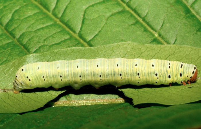 Figura 4. Larva <i>Argyrosticta vauaurea</i> (Noctuidae), último estadío (U) vista dorsal, localidad Estación Biológica Quica, Sector Pitilla ACG (470m). Voucher: 10-SRNP-71847-DHJ479302.jpg.