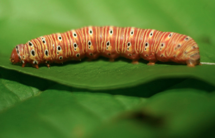 Figura 5. Larva <i>Argyrosticta vauaurea</i> (Noctuidae), último estadío (U) vista lateral, localidad Estación Biológica Quica, Sector Pitilla ACG (470m). Voucher: 10-SRNP-71848-DHJ479314.jpg.