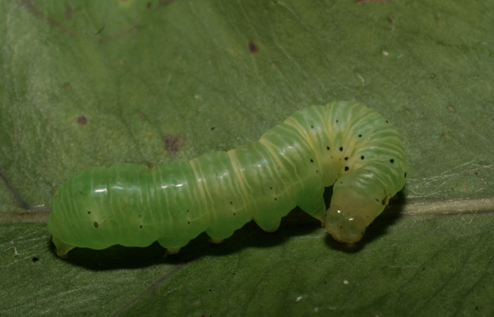 Figura 3. Larva <i>Argyrosticta vauaurea</i> (Noctuidae), penúltimo estadío (PU) vista dorsal, localidad Chayito, Sector Rincón Rain Forest ACG (470m). Voucher: 14-SRNP-81792-DHJ714508.jpg.