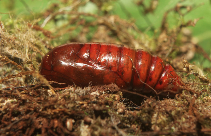 Figura 6. Pupa de <i>Argyrosticta vauaurea</i> (Noctuidae), vista dorsal, localidad Quebradona Estación Biológica Quica, Sector Pitilla (475m). Voucher: 19-SRNP-70830-DHJ751491.jpg.