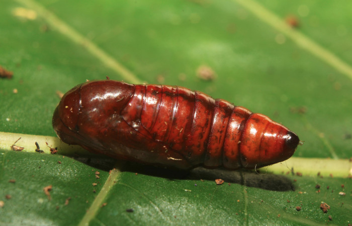 Figura 7. Pupa de <i>Argyrosticta vauaurea</i> (Noctuidae), vista lateral, localidad Quebradona Estación Biológica Quica, Sector Pitilla ACG (475m). Voucher: 19-SRNP-70830-DHJ751494.jpg.