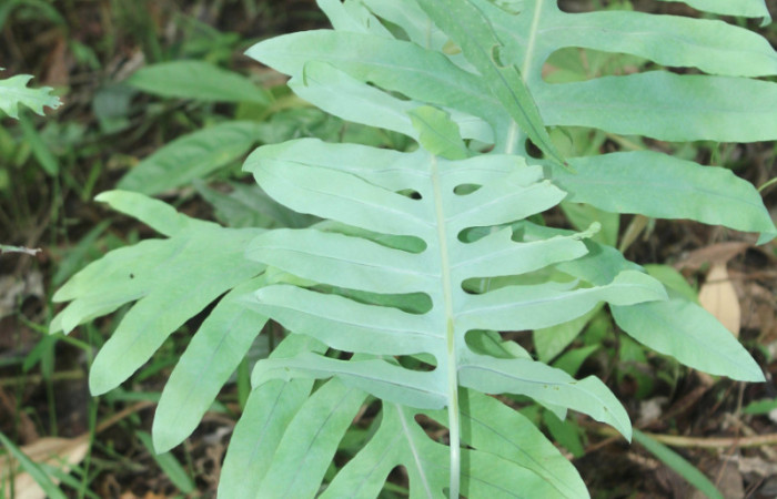 Figura 13. Planta hospedera de <i>Argyrosticta vauaurea</i> (Noctuidae), planta llamada <i>Phlebodium pseudoaureum</i> (Polypodiaceae), localidad Estación Biológica Quica, Sector Pitilla ACG (470m), foto: Ricardo Calero 24 Agosto 2019.