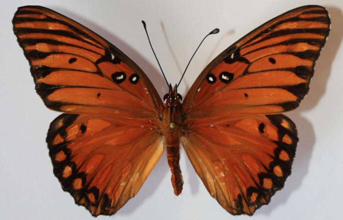 Fig. 1 Adulto hembra <i>Agraulis vanillae</i> (Nymphalidae), vista dorsal mide 74mm. Finca Esmeralda, Sector Rincon Rain Forest 123m. 12-SRNP-77666-DHJ583650.