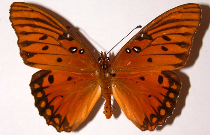 Fig. 3 Adulto macho vista dorsal, <i>Agraulis vanillae</i> (Nymphalidae), mide 73mm. Area Administrativa, Sector Santa Rosa, 295m. 90-SRNP-1119-DHJ34094.