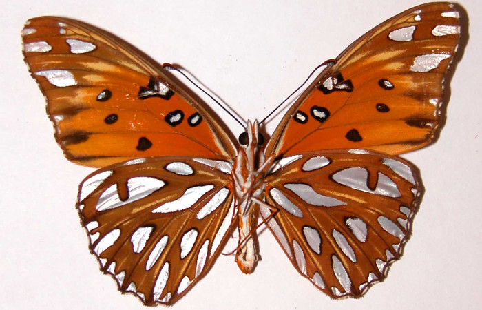 Fig. 4 Adulto macho ventral <i>Agraulis vanillae</i>(Nymphalidae), mide 73mm Area Administrativa, Sector Santa Rosa, 295m. 90-SRNP-1119-DHJ34095.