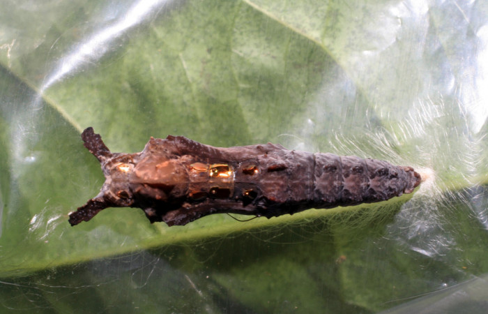 Fig. 7 Pupa lateral entera <i>Agraulis vanillae</i>(Nymphalidae), mide 30mm. Pasmompa Sector Pitilla 440m. 06-SRNP-31018-DHJ424991.