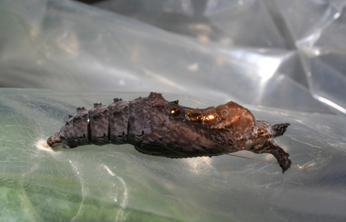 Fig. 8 Pupa lateral entera <i>Agraulis vanillae</i>(Nymphalidae), mide 30mm. Pasmompa Sector Pitilla 440m. 06-SRNP-31018-DHJ424992.