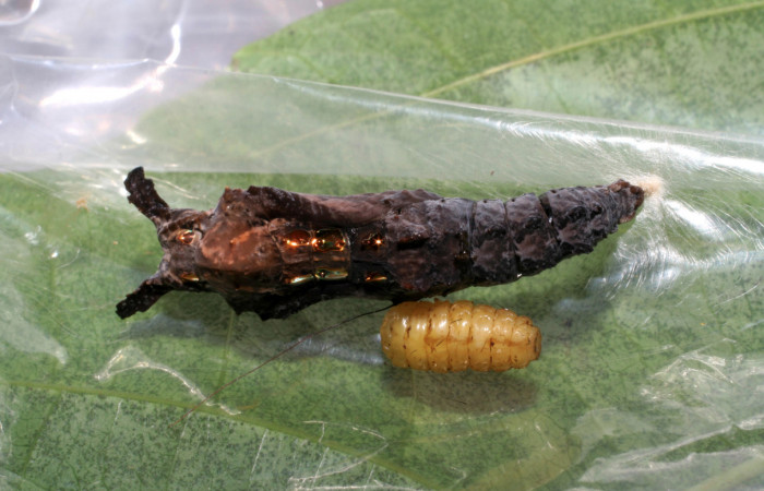 Fig. 9 Pupa lateral entera <i>Agraulis vanillae</i> (Nymphalidae). mide 30mm. Pasmompa Sector Pitilla 440m. 06-SRNP-31018-DHJ424996.