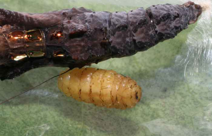 Fig. 10 Pupa lateral entera <i>Agraulis vanillae</i> (Nymphalidae),  mide 30mm Pasmompa Sector Pitilla 440m. 06-SRNP-31018-DHJ424997.