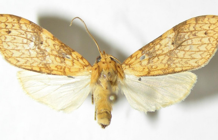 Fig. 1 Adulto vista dorsal hembra <i>Lophocampa catenulata</i> (Erebidae) mide 28mm. Pasmompa, Sector Pitilla, 440 m. 06-SRNP-31399-DHJ343230.