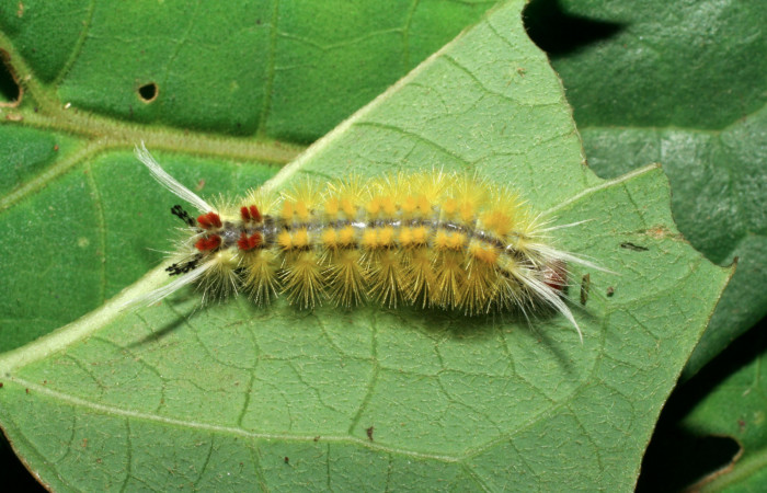 Fig. 3 Larva <i>Lophocampa catenulata</i> (Erebidae) mide 28mm. Pasmompa, Sector Pitilla, 44o, 06-SRNP-31399-DHJ412560. 