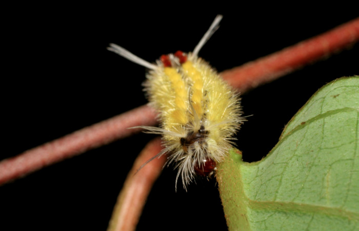 Fig. 4 Larva <i>Lophocampa catenulata</i> (Erebidae) mide 28mm. Pasmompa, Sector Pitilla, 44o, 06-SRNP-31296-DHJ425063.