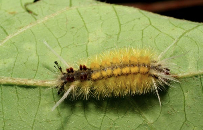 Fig. 6 Larva <i>Lophocampa catenulata</i> (Erebidae) mide 28mm. Pasmompa, Sector Pitilla, 440.06-SRNP-31296-DHJ425070.jpg.