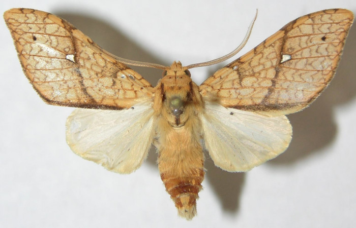 Fig. 9 Adulto vista ventral hembra <i>Lophocampa debilisDHJ02</i> (Erebidae) mide 34mm. Leonel, Sector Pitilla. 510 m. 08-SRNP-71936-DHJ504174. 