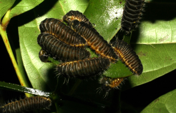 Figura 5. Larva <i>Brangas neora</i> (Lycaenidae). Posición grupo entero en la hoja de la planta de <i>Phoradendron quadrangulare</i> (Viscaceae). Sector Santa Rosa. 05-SRNP-19464-DHJ403450.jpg.