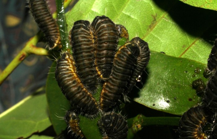 Figura 6. Larva <i>Brangas neora</i> (Lycaenidae). Posición grupo entero en la hoja de la planta de <i>Phoradendron quadrangulare</i> (Viscaceae). Sector Santa Rosa. 05-SRNP-19464-DHJ403451.jpg.  