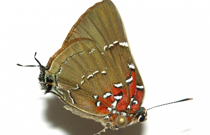 Figura 1. Adulto <i>Brangas neora</i> (Lycaenidae), posición lateral. Sector Santa Rosa. 05-SRNP-60321.8-DHJ331664.   