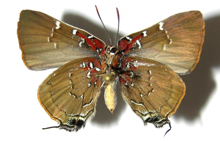Figura 11. Adulto <i>Brangas neora</i> (Lycaenidae). Adulto hembra, posición dorsal. Sector Santa Rosa. 05-SRNP-60923-DHJ331682.  
