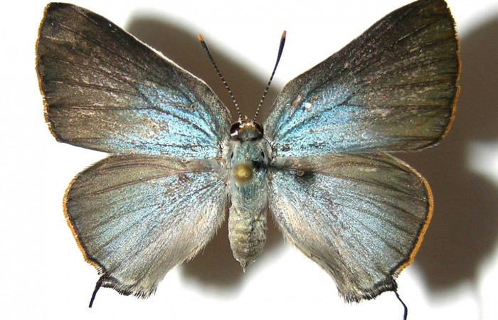 Figura 12. Adulto <i>Brangas neora</i> (Lycaenidae). Adulto hembra posición ventral. Sector Santa Rosa. 05-SRNP-60921-DHJ331677.  