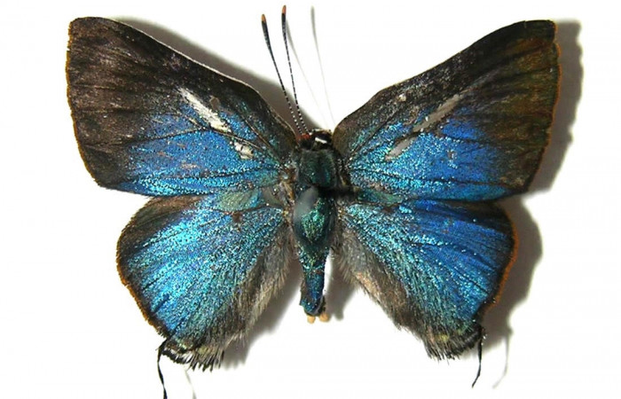 Figura 9. Adulto <i>Brangas neora</i> (Lycaenidae). Adulto macho, posición dorsal. Sector Santa Rosa. 05-SRNP-61171-DHJ331674.  