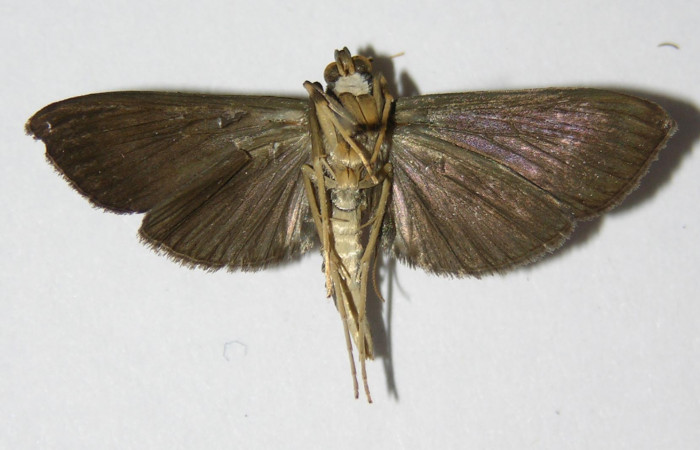 Figura 10. Adulto de <i>Piletosoma thialis</i> (Crambidae), macho vista ventral, localidad Anonas Sector Rincón Rain Forest ACG (405m). Voucher: 05-SRNP-41351-DHJ332965.jpg.