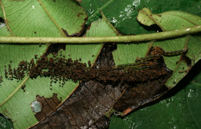 Figura 2. Larvas <i>Piletosoma thialis</i> (Crambidae), vista comido, localidad Sendero Naciente Sector Pitilla ACG (700m). Voucher: 06-SRNP-65790-DHJ425766.jpg.