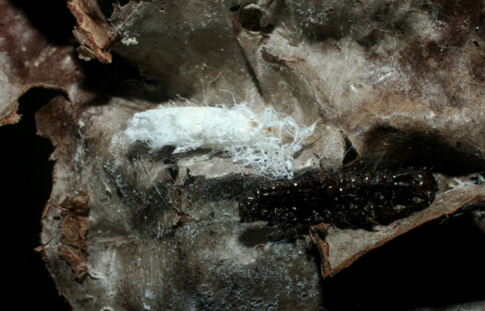 Figura 17. Capullo de parásito <i>Prasmodon eminens</i> (Braconidae) que ataca <i>Piletosoma thialis</i> (Crambidae), vista dorsal, localidad Sendero Venado, Sector Rincón Rain Forest ACG (420m). Voucher: 07-SRNP-42078-DHJ452904.jpg.