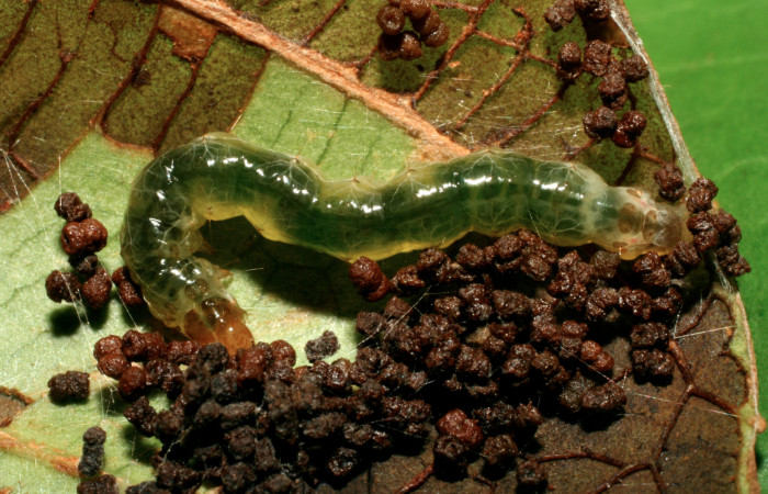 Figura 5. Larva <i>Piletosoma thialis</i> (Crambidae), último estadío (U) vista dorsal, localidad Estación Biológica Quica Sector Pitilla ACG (470m). Voucher: 08-SRNP-72466-DHJ447273.jpg.