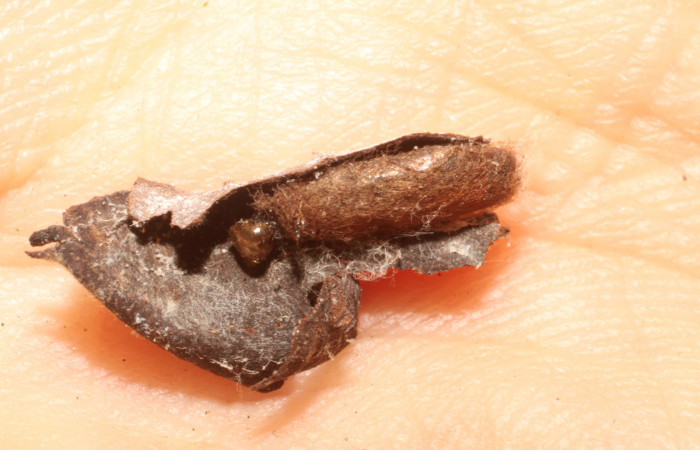 Figura 14. Capullo de parásito <i>Macrocentrus</i> Janzen16 (Braconidae) que ataca <i>Piletosoma thialis</i> (Crambidae), vista dorsal, localidad Potrero Argentina, Sector San Cristóbal ACG (520m). Voucher: 09-SRNP-2079-DHJ476150.jpg.