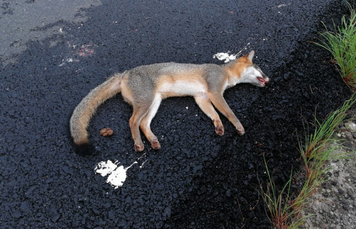 29 de setiembre 2018, Foto: Julio Díaz