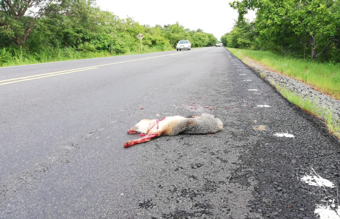 29 de setiembre 2018, Foto: Melissa Espinoza