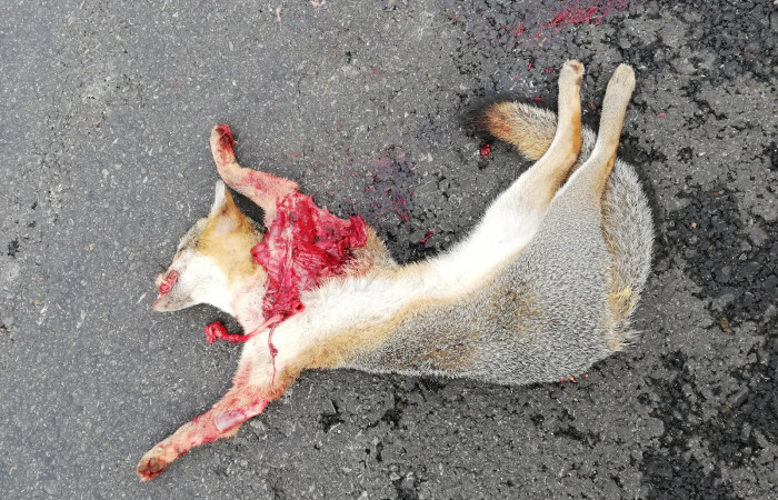 29 de setiembre 2018, Foto: Melissa Espinoza