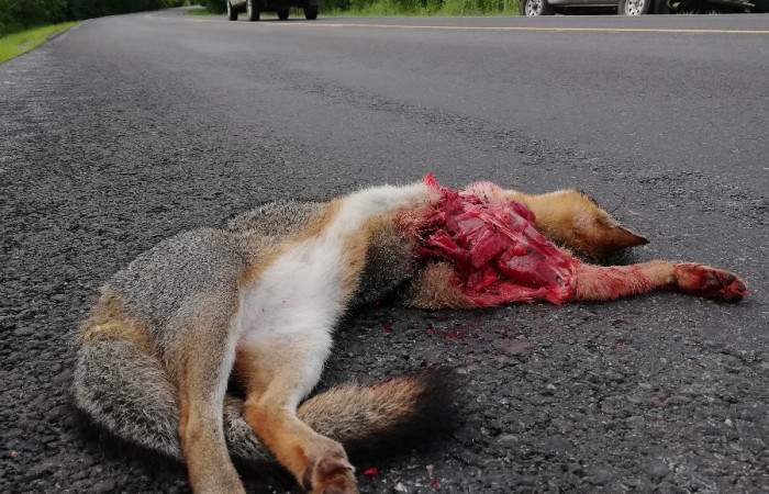 29 de setiembre 2018, Foto: Melissa Espinoza