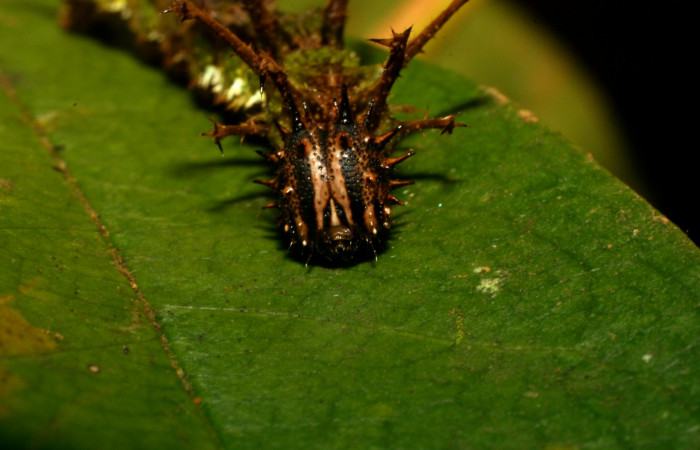 Fig.5  Larva <i>Adelpha massilia</i>  último estadio parte frontal mostrando espinas y patrón de colores.  Voucher:  08-SRNP-72349-DHJ447250.JPG