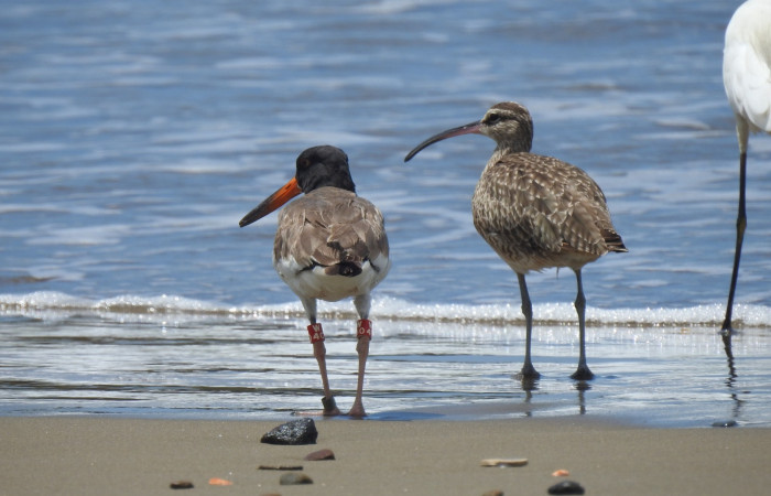 observado en Refugio Nacional de Vida Silvestre Bahía Junquillal, 1 de octubre 2020, Foto: Cristhian Zúñiga
