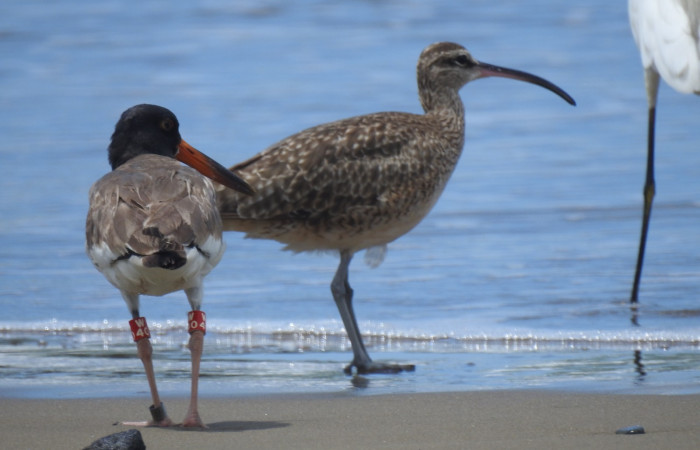 observado en Refugio Nacional de Vida Silvestre Bahía Junquillal, 1 de octubre 2020, Foto: Cristhian Zúñiga
