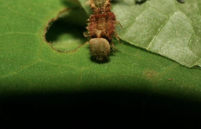 Figura 8. Larva <i>Nemoria anae</i> (Geometridae). Cabeza de frente, penultimo estadío, 27 mm de longitud. Foto: 15 junio 2010. Voucher: 10-SRNP-31511-DHJ471949.jpg.