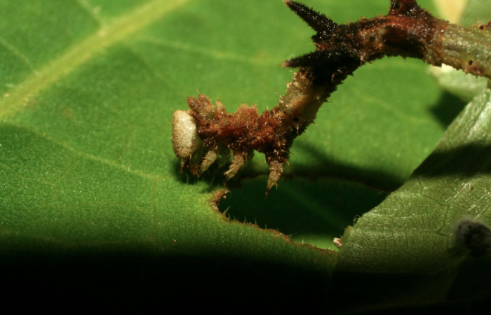 Figura 7. Larva <i>Nemoria anae</i> (Geometridae). Lateral thorax, penultimo estadío, 27 mm de longitud. Foto: 15 junio 2010. Voucher: 10-SRNP-31511-DHJ471950.jpg.