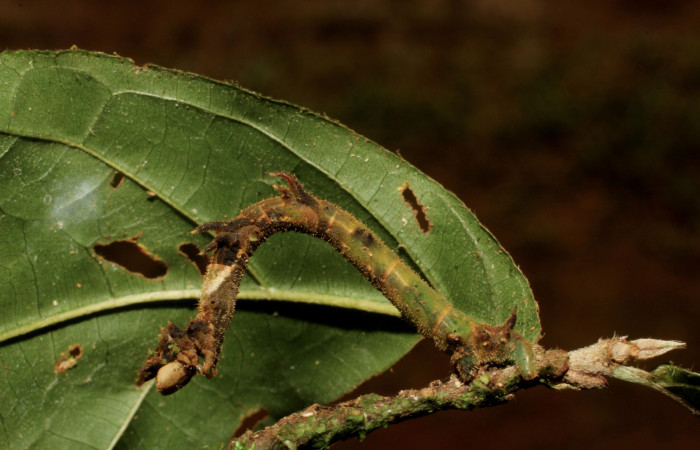 Figura 9. Larva <i>Nemoria anae</i> (Geometridae). Vista lateral, último estadío, 35 mm de longitud. Foto: 5 agosto 2011. Voucher: 11-SRNP-31997-DHJ494601.jpg.