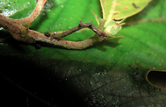 Figura 3. Larva <i>Nemoria anae</i> (Geometridae). Vista lateral, estadío intermedio, 17 mm de longitud. Foto: 12 noviembre 2003. Voucher: 03-SRNP-21507-DHJ90964.jpg.