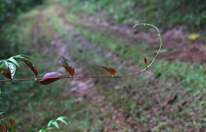 Figura 17. Planta hospedera <i>Sabicea panamensis</i> (Rubiaceae) de <i>Nemoria anae</i> (Geometridae). Foto: 12 octubre 2020. Freddy Antonio Quesada Quesada.