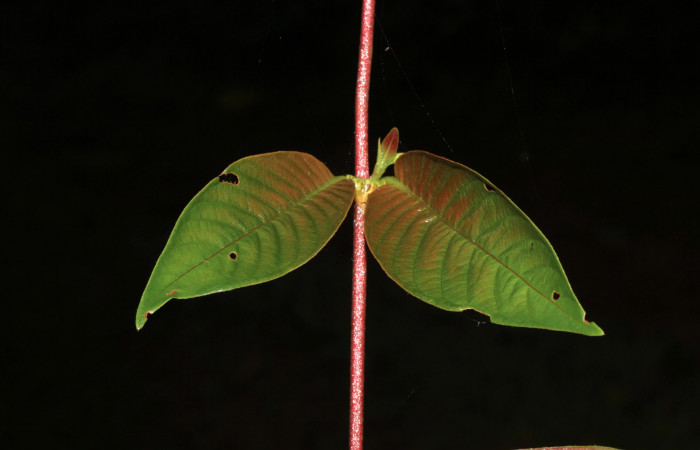 Figura 18. Planta hospedera <i>Sabicea panamensis</i> (Rubiaceae) de <i>Nemoria anae</i> (Geometridae). Hojas vistas por el As. Foto: 12 octubre 2020. Freddy Antonio Quesada Quesada.