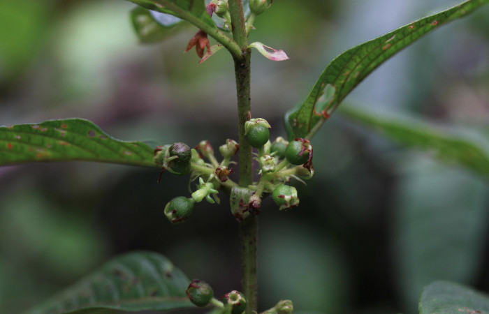 Figura 22. Planta hospedera <i>Sabicea panamensis</i> (Rubiaceae) de <i>Nemoria anae</i> (Geometridae). Frutos inmaduros, cada fruto mide 5 mm. Foto: 12 octubre 2020. Freddy Antonio Quesada Quesada.