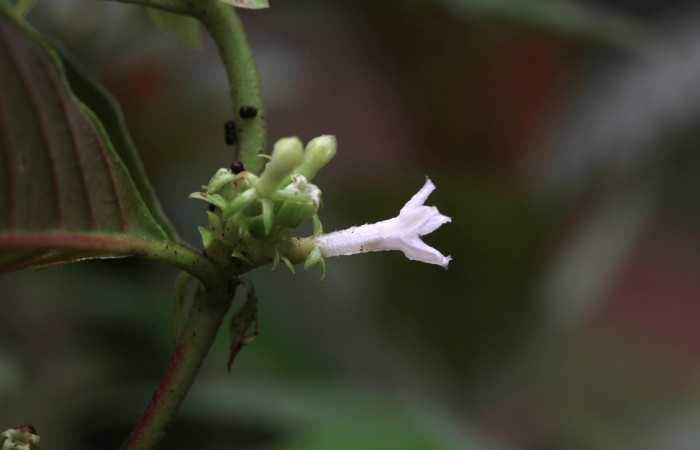 Figura 20. Planta hospedera <i>Sabicea panamensis</i> (Rubiaceae) de <i>Nemoria anae</i> (Geometridae). Vista la Flor de costado, mide 20 mm. Foto: 12 octubre 2020. Freddy Antonio Quesada Quesada.