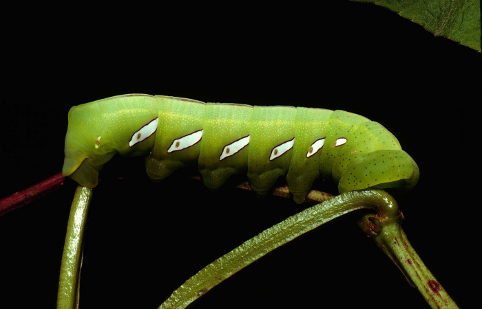 Fig.05. Larva de <i>Eumorpha satellitia</i>, último estadío, 100mm de longitud. Larvas de <i>Eumorpha vitis</i> es posible se parecen mucho a ésta. Voucher: 80-SRNP-179-DHJ1178.jpg.